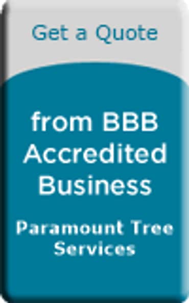 Completed tree work by Paramount Tree Services in Columbia SC