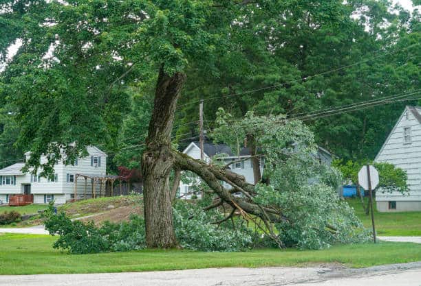 24/7 emergency tree services