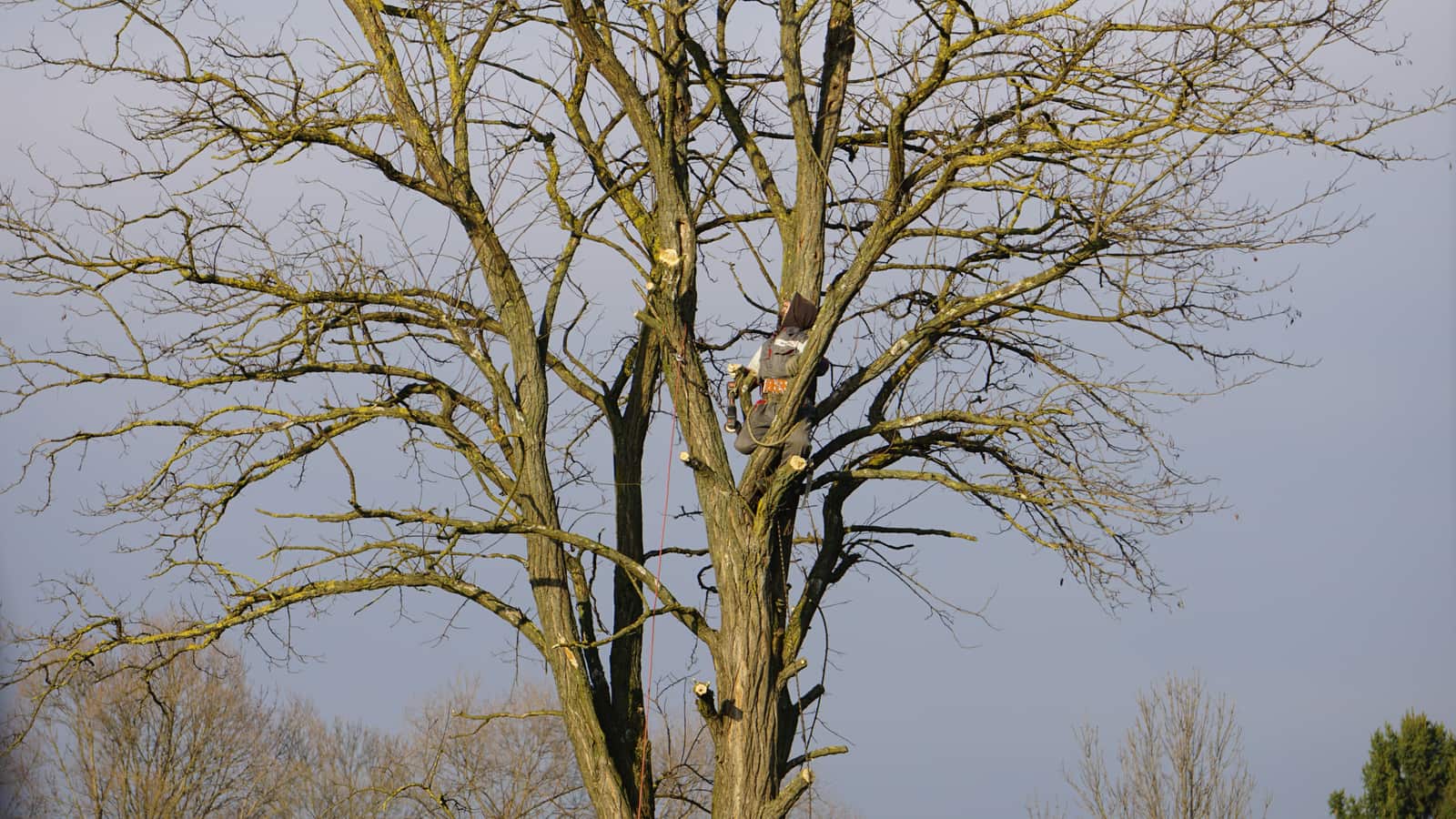 Tree trimming